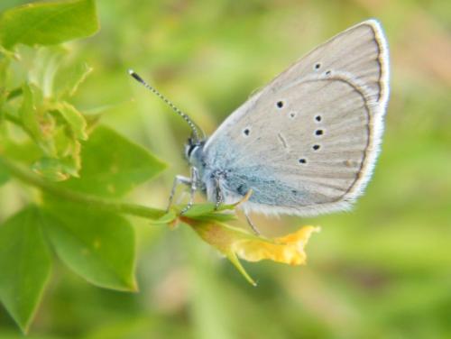 Réf. 309 076 : Cyaniris semiargus